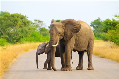 Elefantenkuh mit Kalb im Krüger Nationalpark